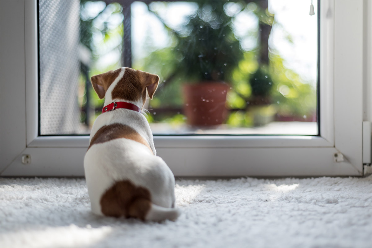 Dog Home Alone Inside House