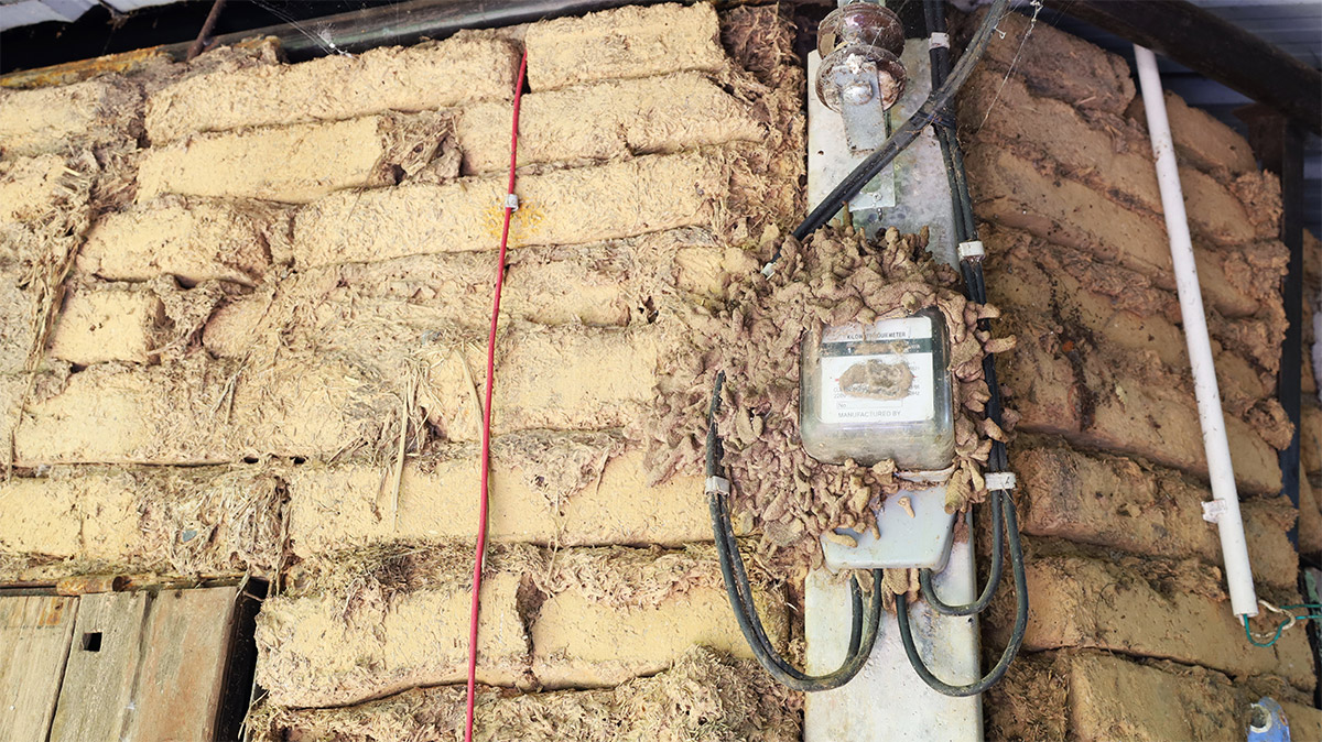 Old Electric Meter With Termites